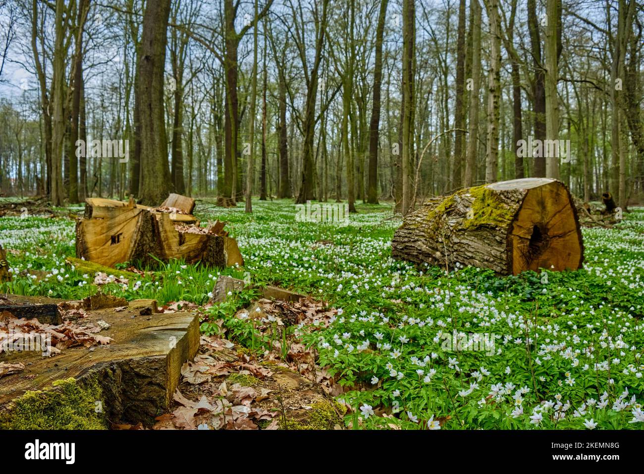 Waldgrund voller blühender Anemonen und Baumstümpfe, dargestellt am Beispiel des Laske-Alluvialwaldes im Frühjahr, Laske, Sachsen, Deutschland. Stockfoto
