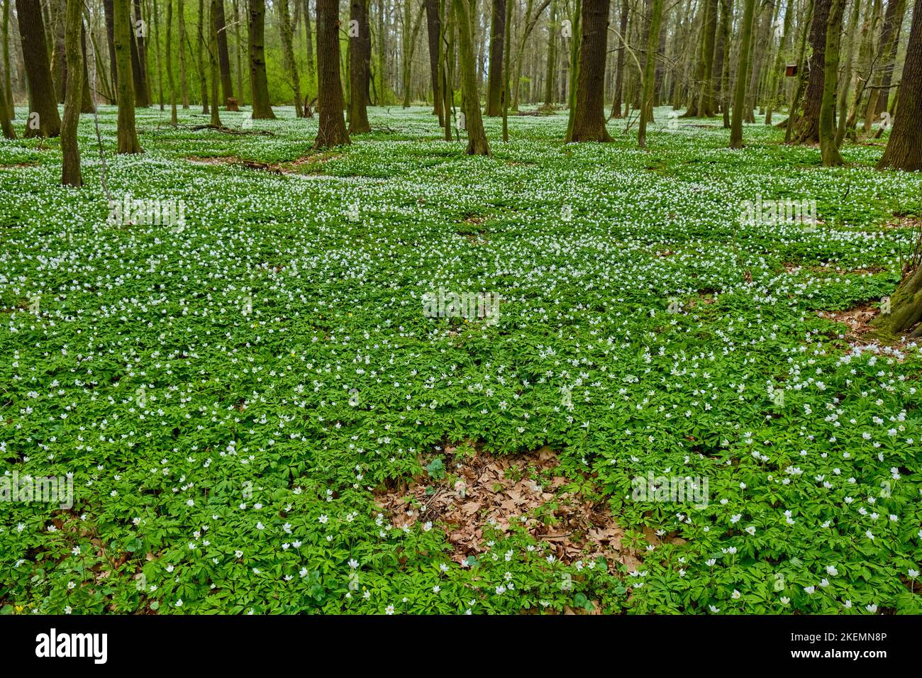 Waldgrund voller blühender Anemonen, dargestellt am Beispiel des Laske Alluvial Forest Naturschutzgebiets im Frühjahr, Laske, Ralbitz-Rosenthal, Sachsen, Deutschland. Stockfoto