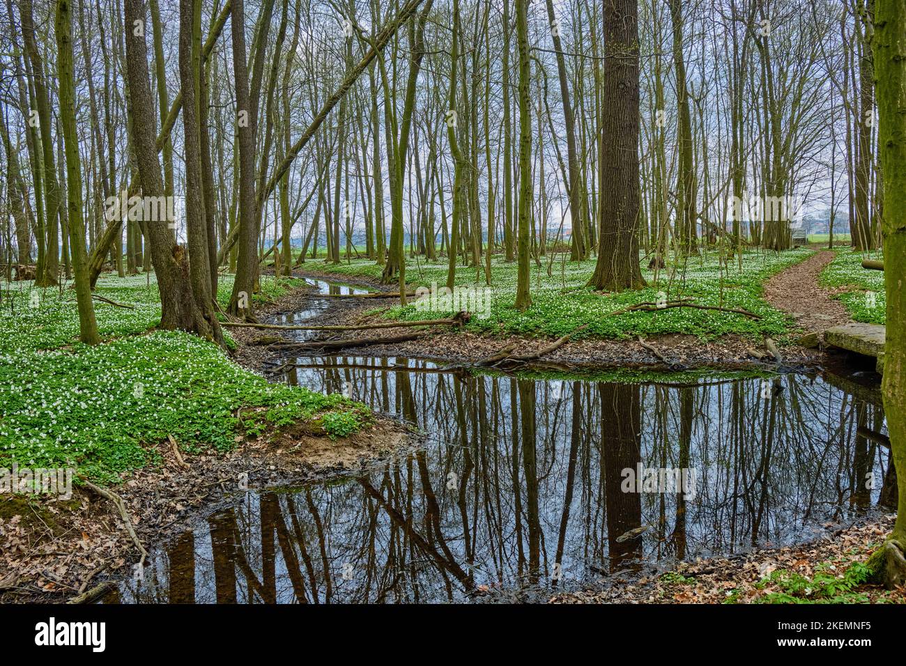 Das Naturschutzgebiet Laske-Alluvialwald (Lasker Auenwald) im Sorbischen Siedlungsgebiet im Frühjahr, Laske, Ralbitz-Rosenthal, Sachsen, Deutschland. Stockfoto