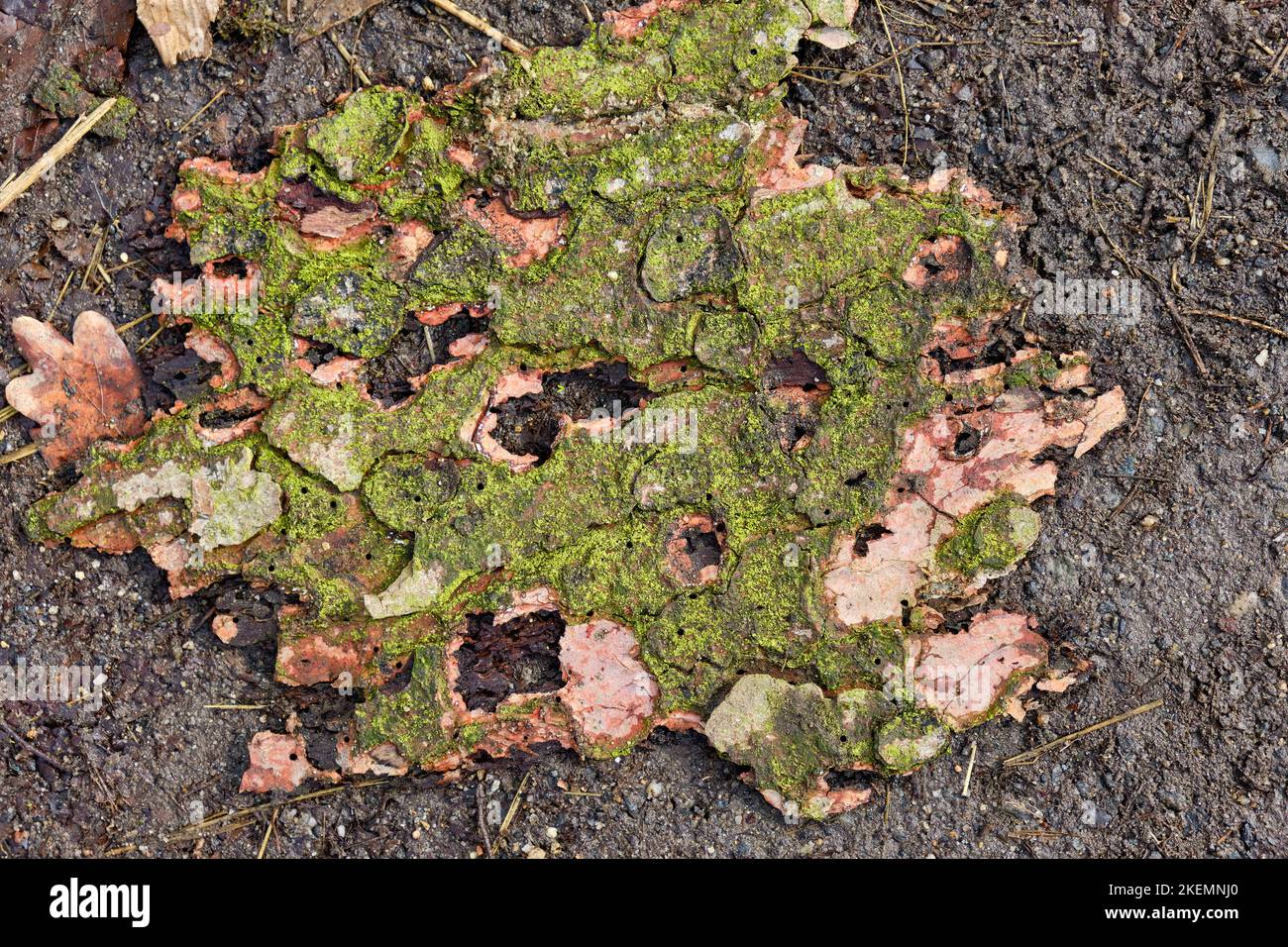 Ein Stück mosierte Baumrinde liegt auf erdigem Boden. Stockfoto