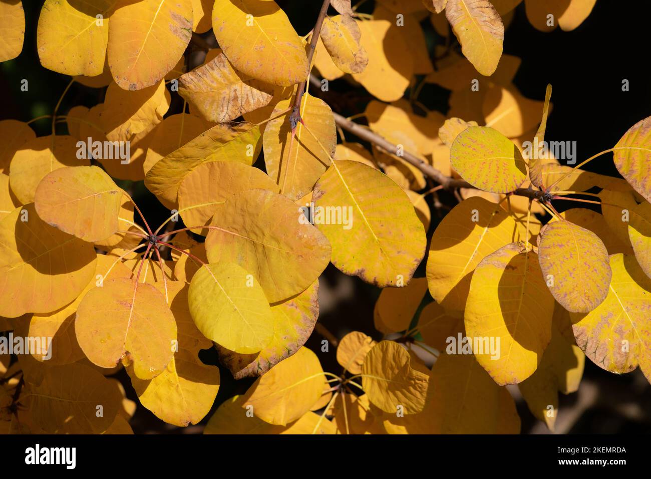 Die Blätter des Perückenbaums leuchten in der Herbstsonne gelb Stockfoto