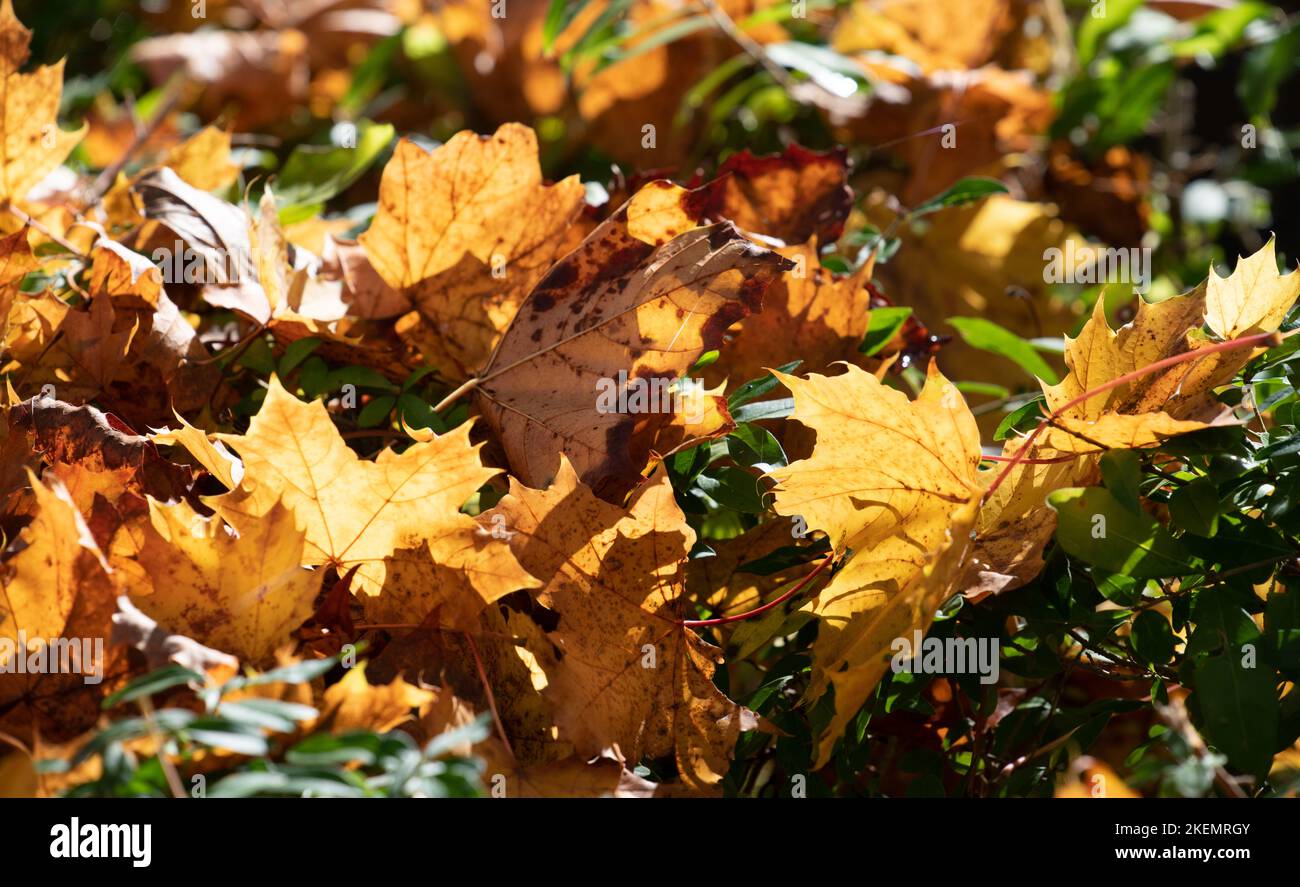 Bunte Herbstblätter liegen auf dem grünen Gras. Die Sonne scheint von hinten in das Laub und lässt es glühen. Stockfoto