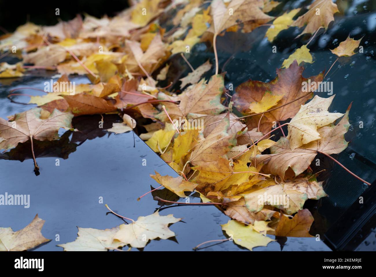 Im Herbst, nach dem Regen, gibt es viele bunte Herbstblätter, die von Bäumen auf einer Windschutzscheibe gefallen sind. Stockfoto