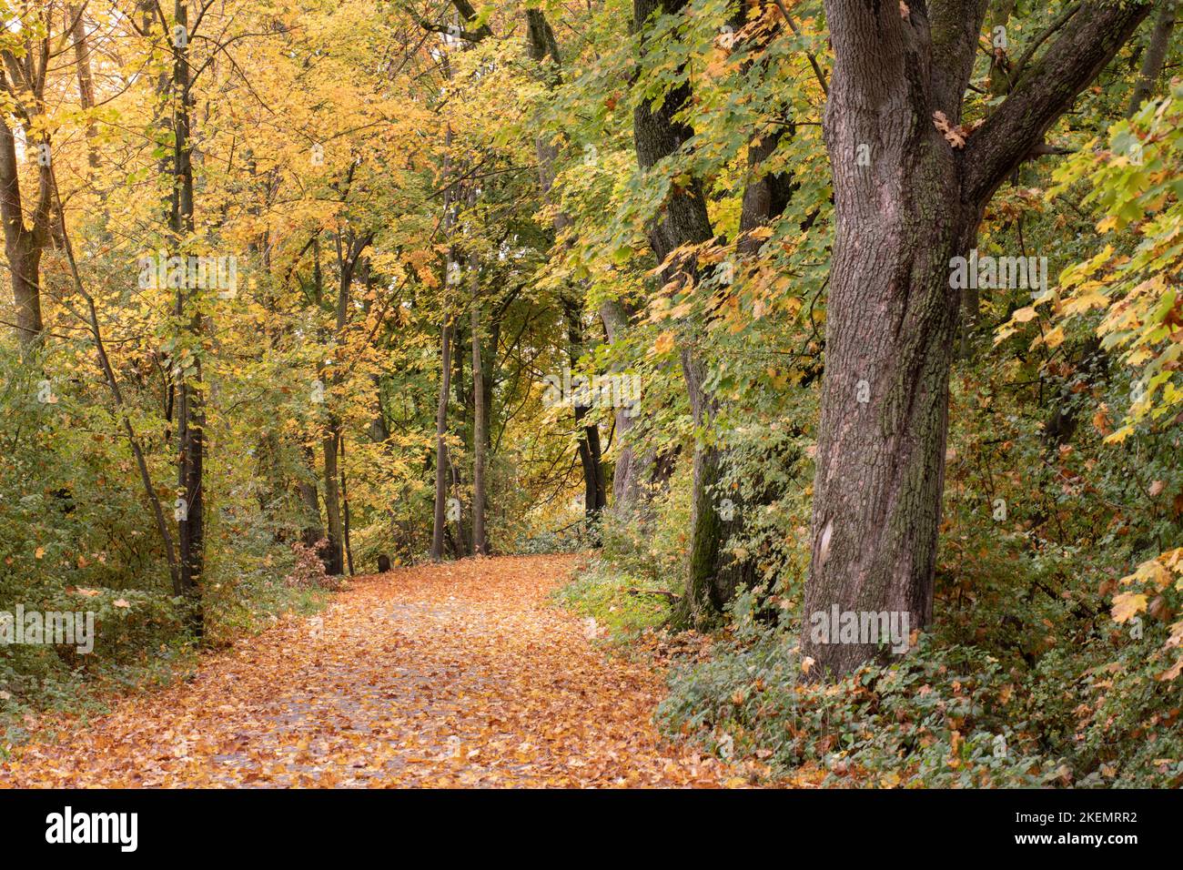 Im Herbst ist ein Weg durch den Wald mit vielen gelben Blättern übersät. Es gibt tote Blätter auf den Bäumen. Stockfoto