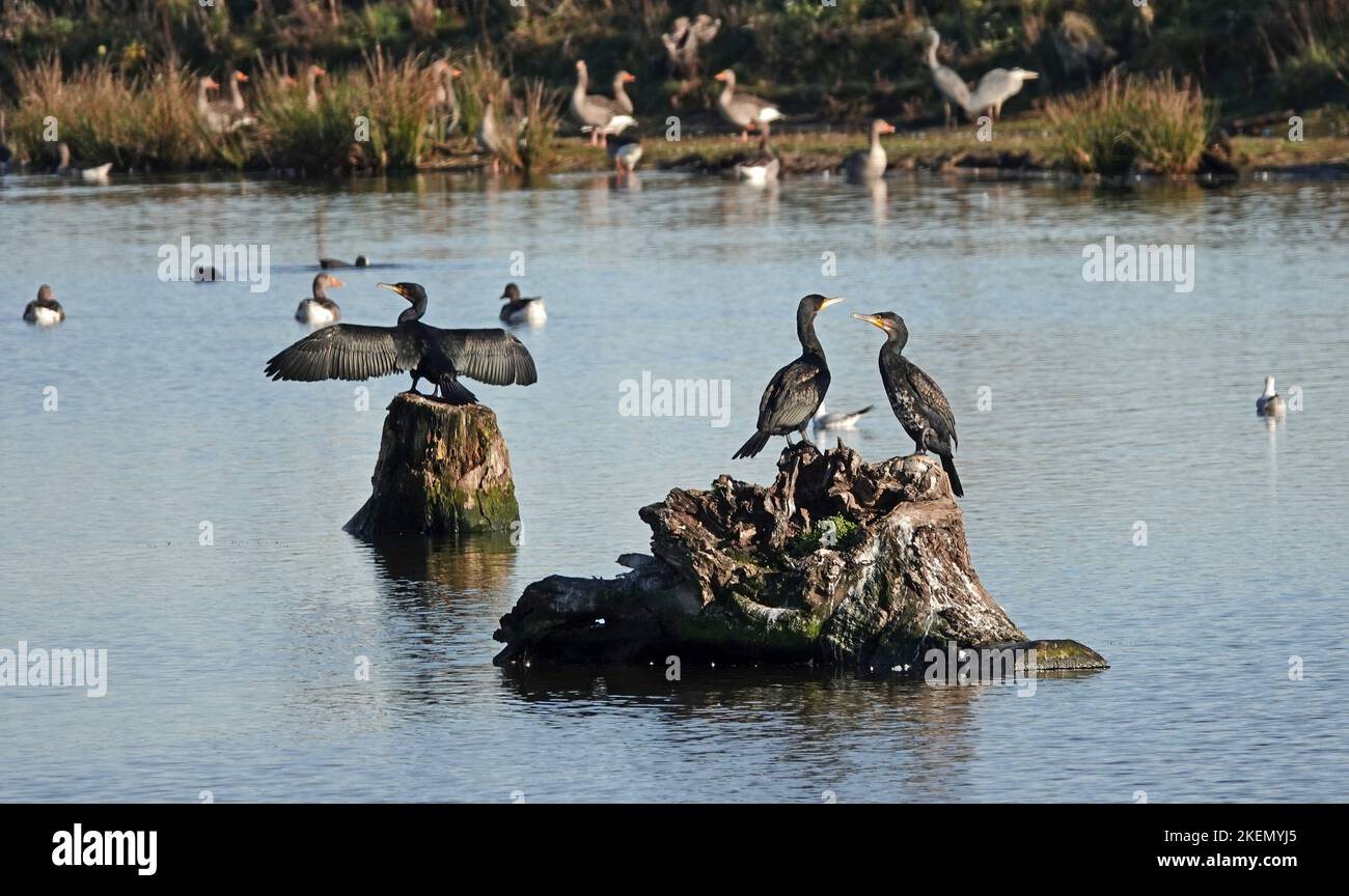 Drei große Kormorane sitzen auf Baumstämmen. Zwei interagieren. Einer trocknet seine Flügel. Andere Wasservögel wie Gänse und Enten in der BA Stockfoto