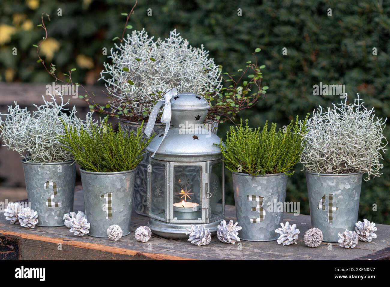 weihnachtsdekoration mit Vintage Laterne, Kissenbusch und Strauch veronika in Zinktöpfen Stockfoto