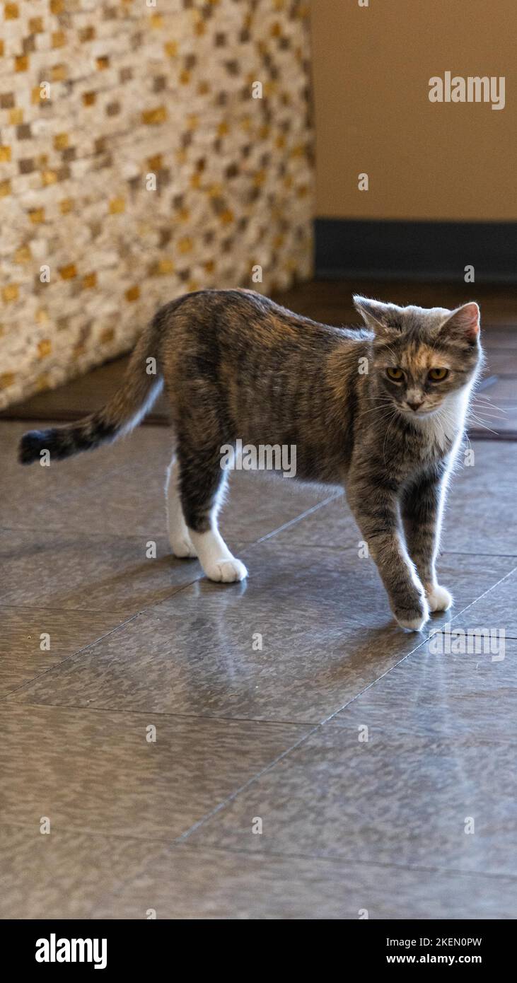 Eine vertikale Aufnahme einer grauen Katze, die in einem Raum läuft Stockfoto