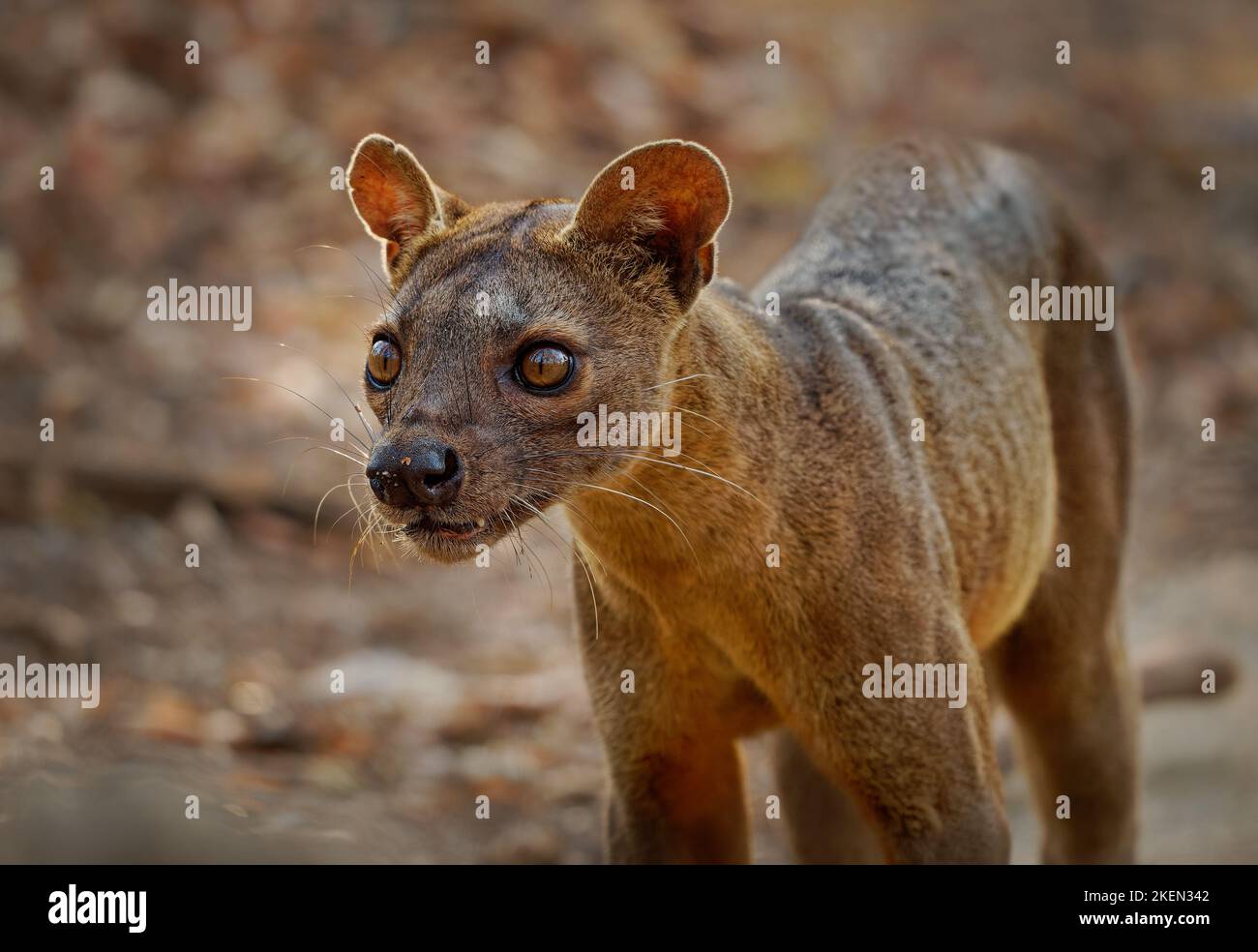Fossa - Cryptoprocta ferox Langschwanzsäuger endemisch in Madagaskar, Familie Eupleridae, verwandt mit der Malagasy-Zibetkatze, dem größten Säugetier-Fleischfresser Stockfoto