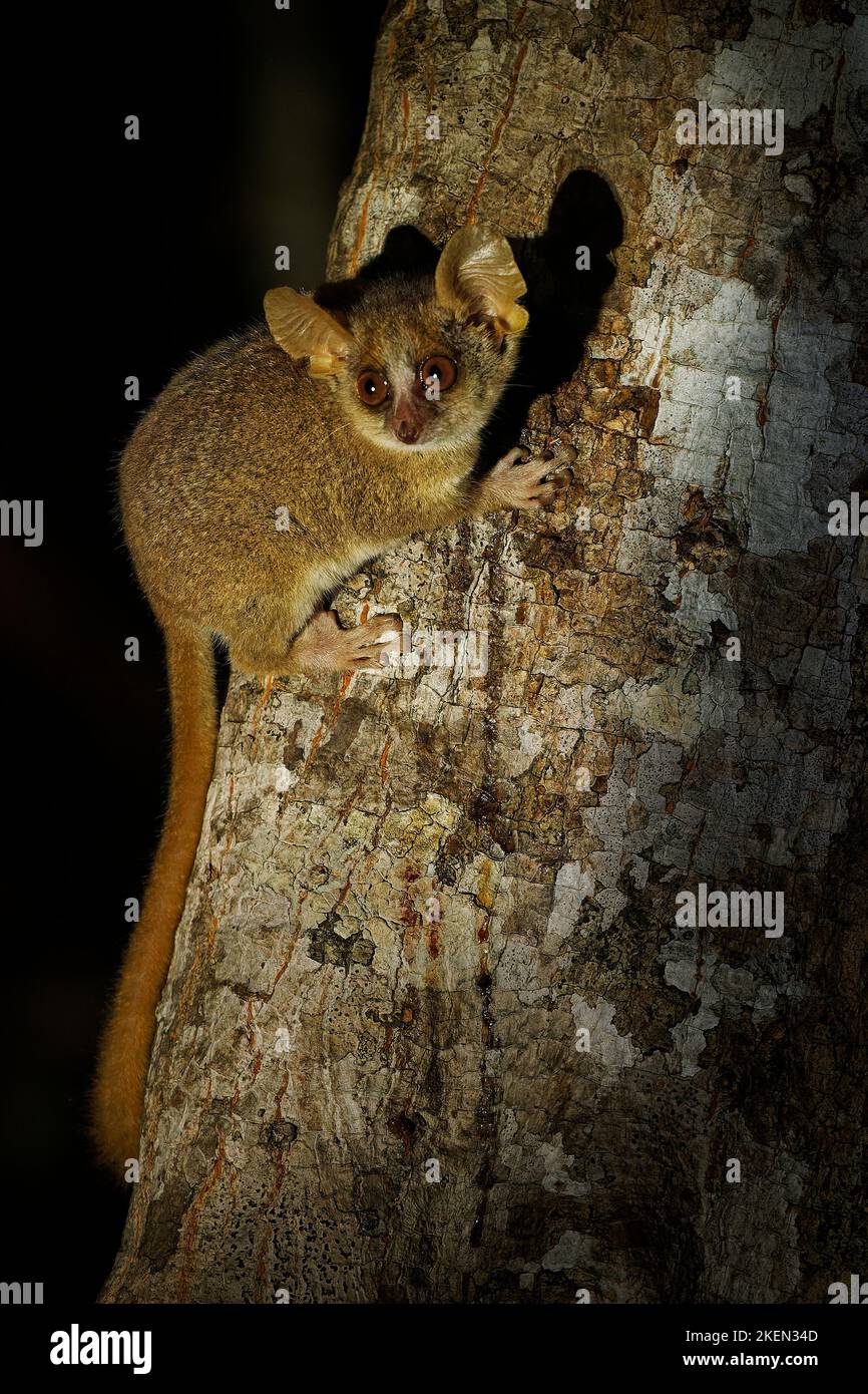 Grauer Mauslemur - Microcebus murinus auch grauer oder kleiner Mauslemur, Nachtlemur am Baum, dunkelschwarzer Kirindy-Wald, endemisches Tier in Madagaskar Stockfoto