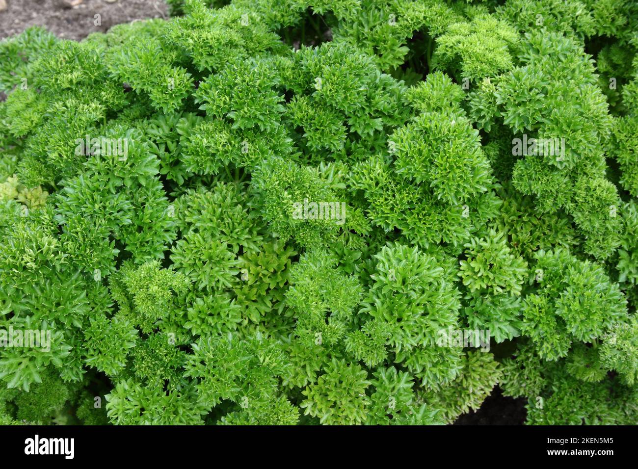 Gewellte Petersilie im Garten. Stockfoto