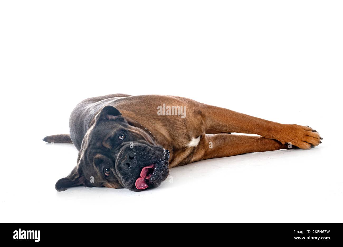 italienische Dogge vor weißem Hintergrund Stockfoto