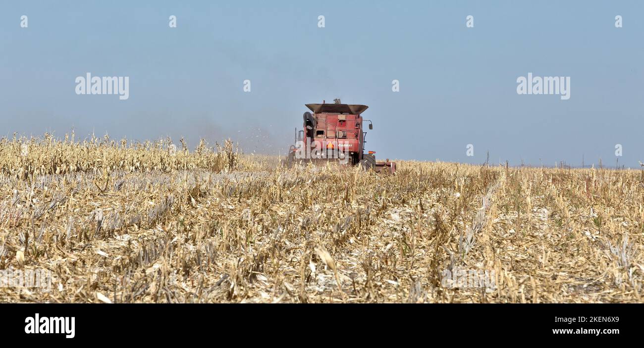 Kombinieren Sie Case IH 7088, Landwirt Ernte reifen Maisernte "Zea mays", Getreide header.Kansas. Stockfoto
