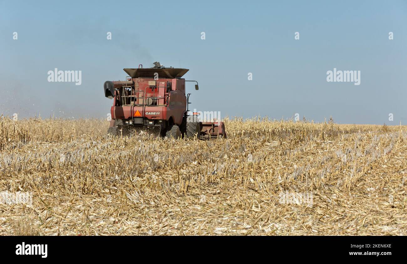 Combine Case IH 7088, Farmer erntet reife Maisernte, „Zea mays“ using Grain Header, Kansas. Stockfoto