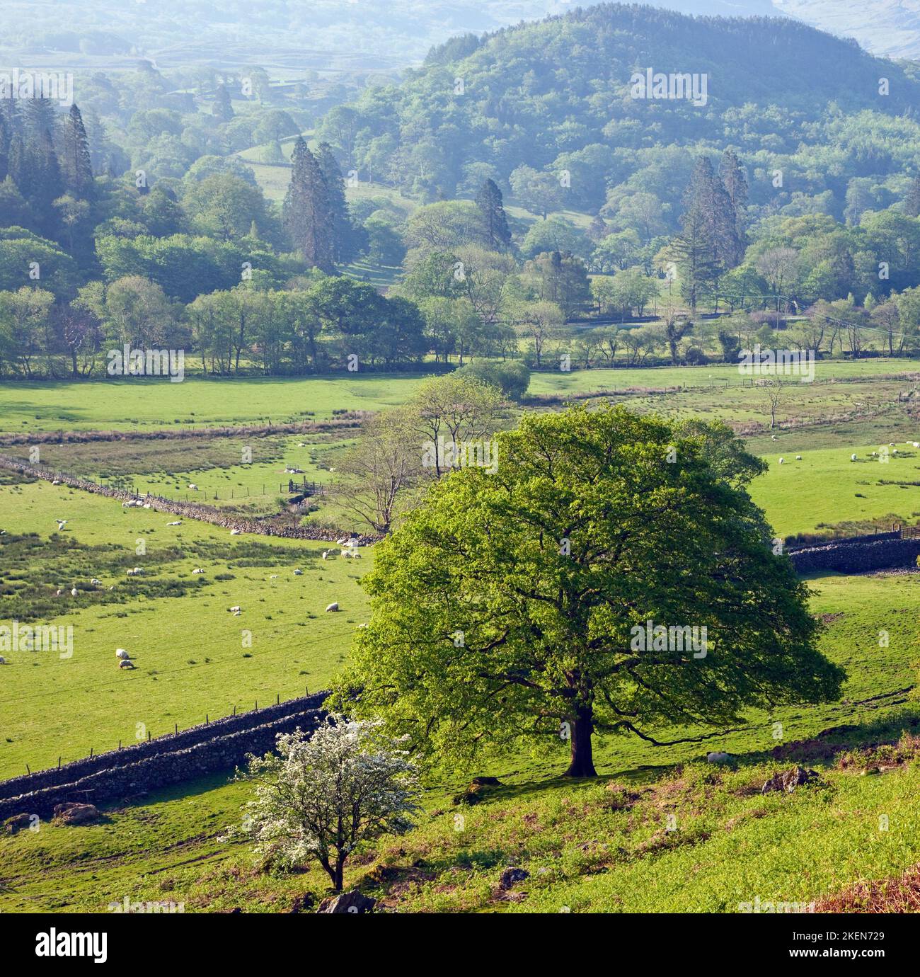 Farmland Weiden Nantgwynant Valley, Snowdonia National Park Gwynedd North Wales Großbritannien, Spätherb. Stockfoto