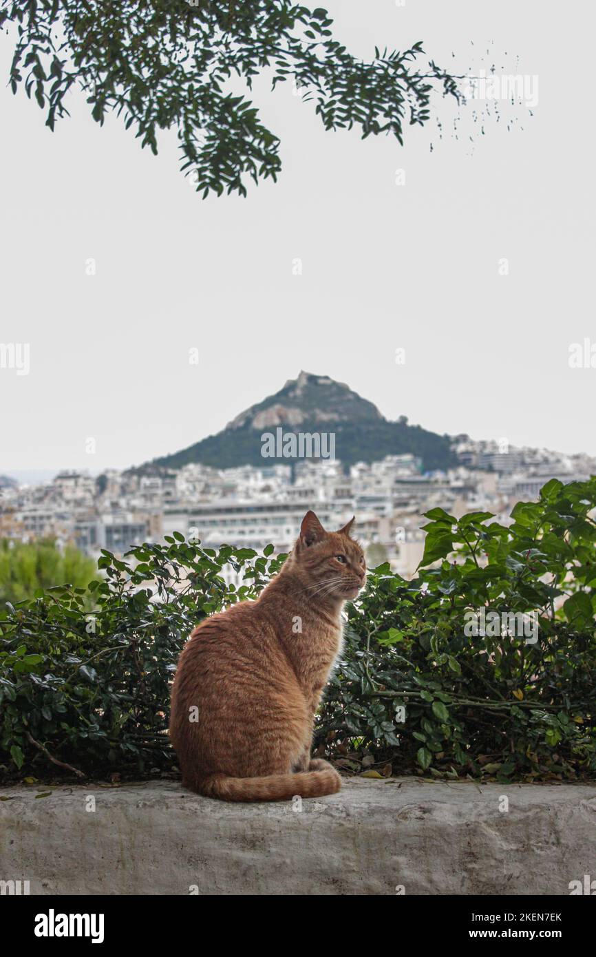 Katze in Athen mit dem Berg Lycabettus im Hintergrund Stockfoto