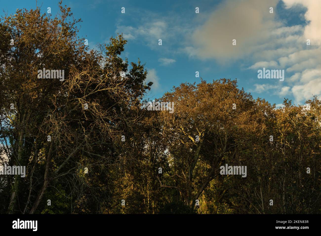 Herbstlandschaft mit Bäumen im Wald und blauem Himmel mit Wolken Stockfoto