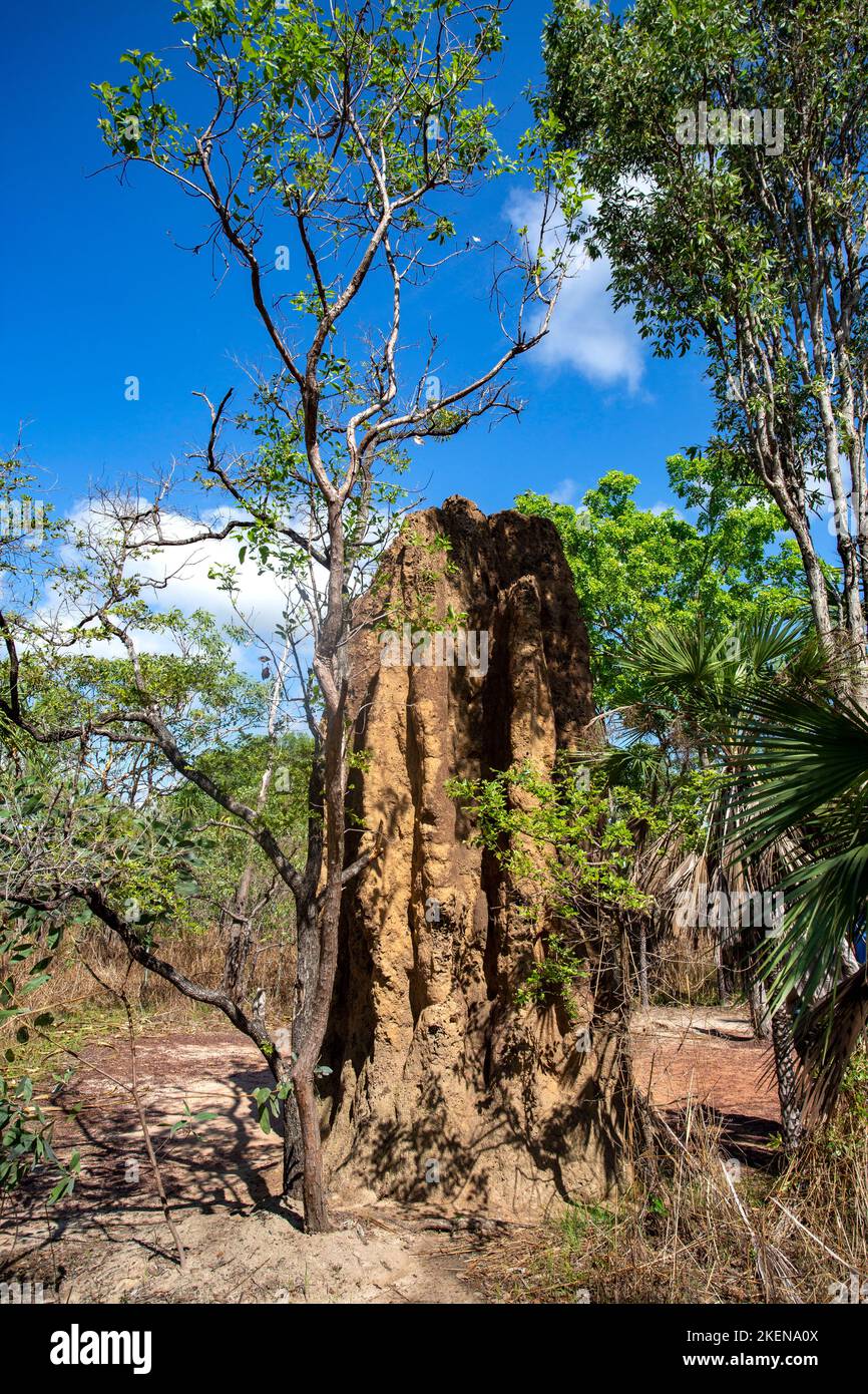 Litchfield Cathedral Termite (Nasutitermes triodiae) Mounds, erbaut in offenen Savannenwäldern Stockfoto