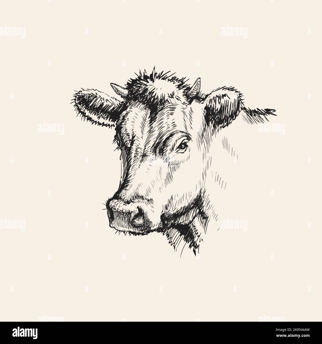Handgezeichnete Skizze Kuh Vektor Illustration Handgezeichnete Skizze