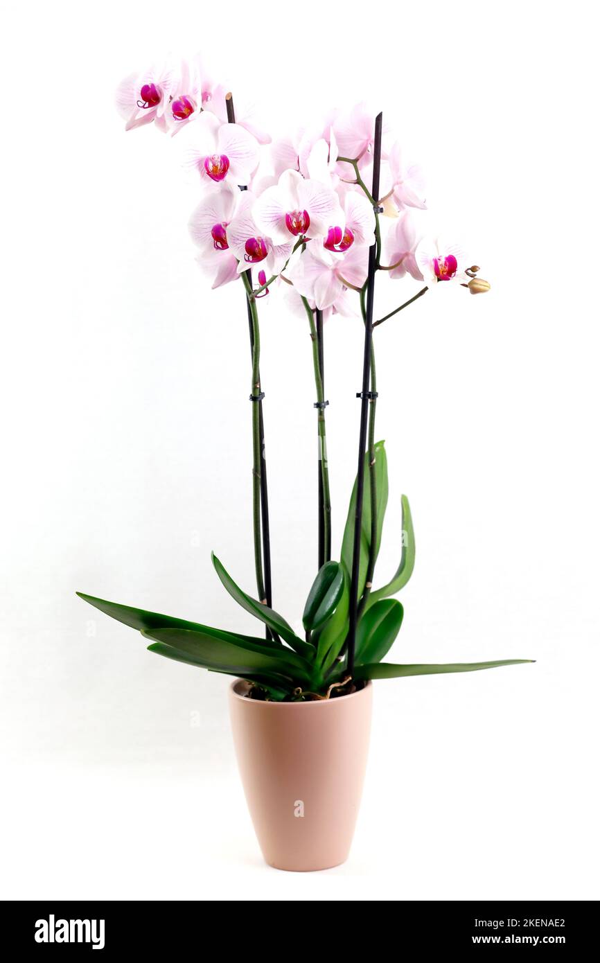 Eine prächtige weiße und rote Orchidee in einem Blumentopf auf weißem Hintergrund Stockfoto