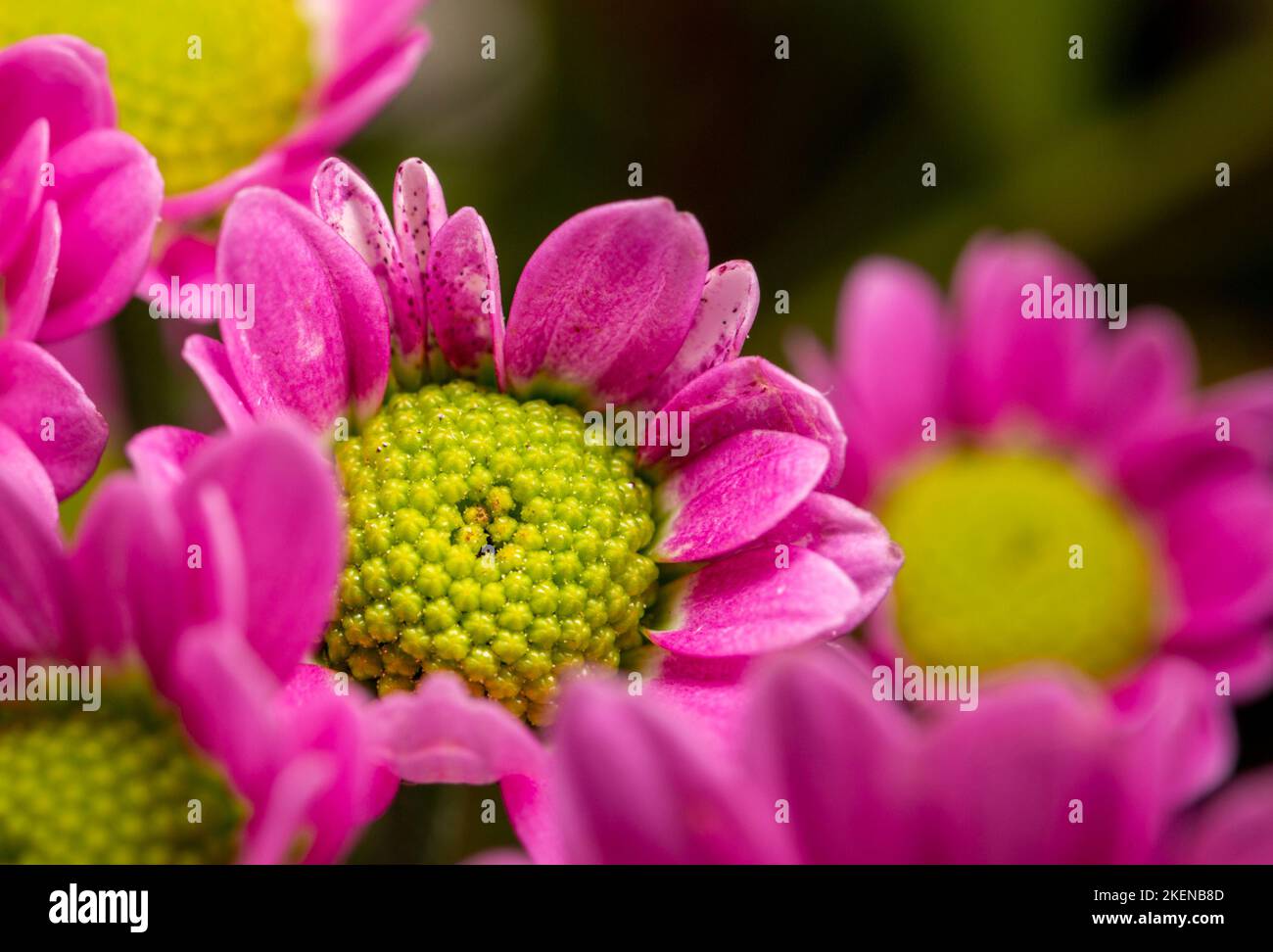 Rote und gelb-orange Chrysanthemen auf einem verschwommenen Hintergrund Nahaufnahme. Schöne, helle Chrysanthemen blühen im Herbst im Garten. Makro Stockfoto