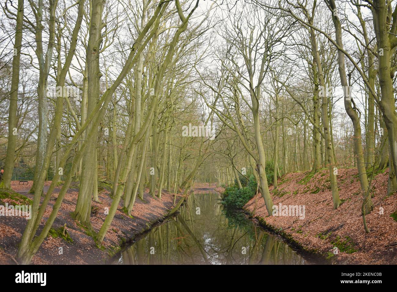 Bäume an einem Bach in Den Haag Stockfoto