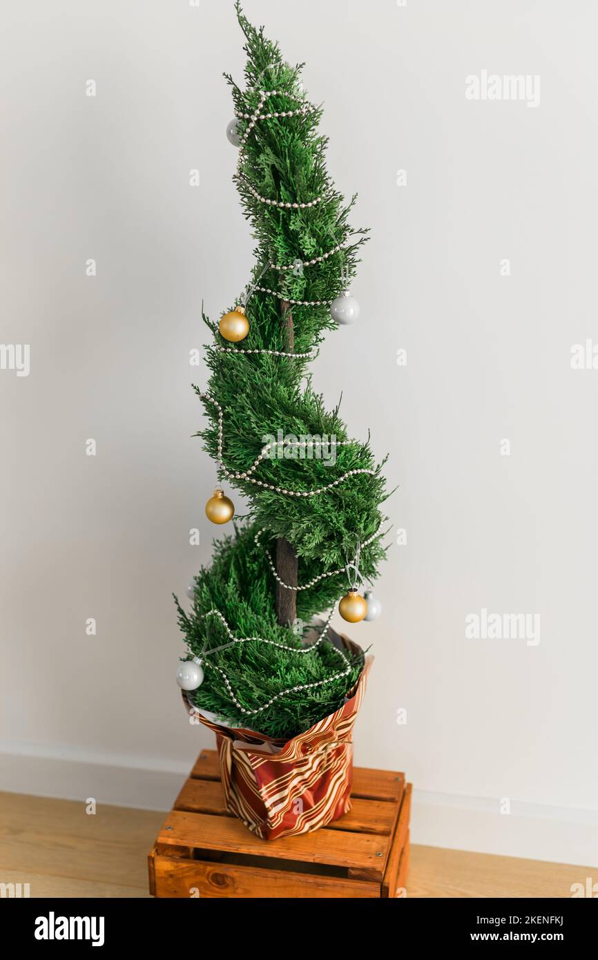 Indoor Zypresse oder Thuja in Topf ist Dekoration Kugeln wie Weihnachtsbaum. Alternative Bäume für weihnachten . Stockfoto