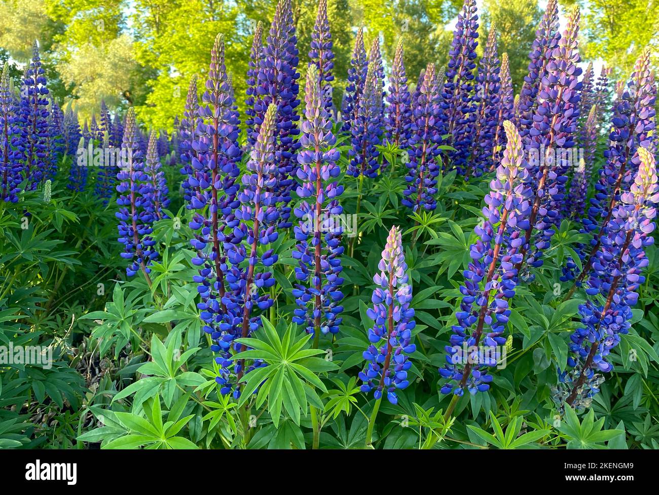 Ein schöner natürlicher Hintergrund für Ihre Projekte im Bannerformat mit einem Feld aus Lupinenblumen an einem klaren Sommertag Stockfoto