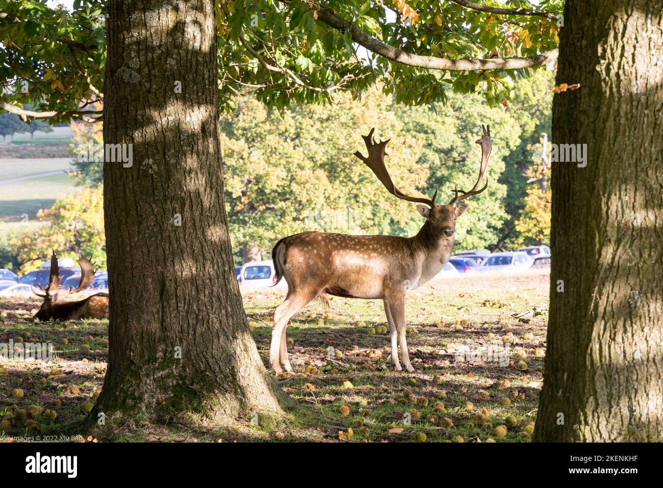 Wild Deer (d .Dama) mit ausgewachsenen Geweihen, die im Schatten unter zwei großen Bäumen in Kent Country Side England UK stehen Stockfoto