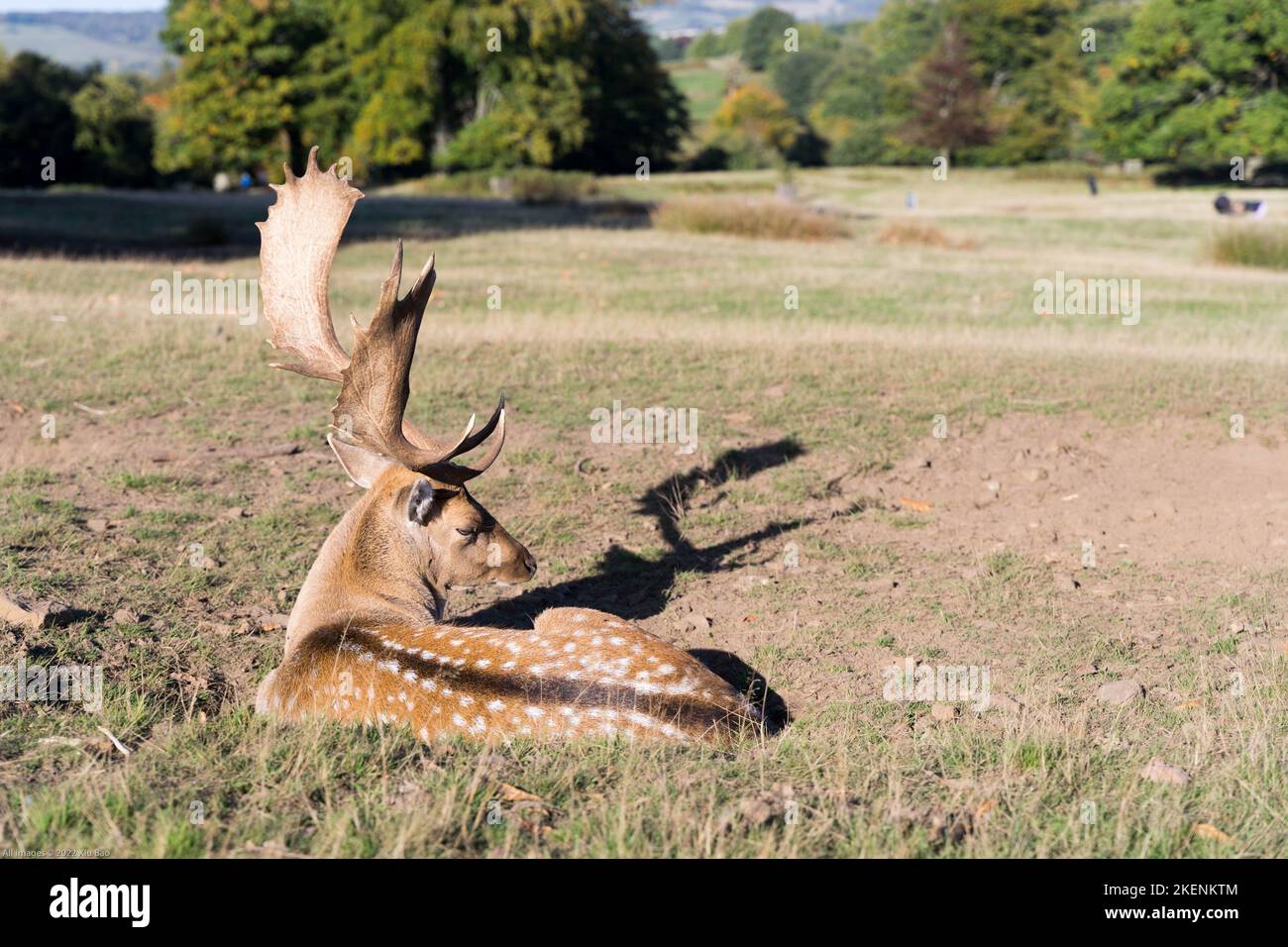 Wildhirsche (Dama) mit ausgewachsenen Geweihen, die in der Sonne auf dem Parkland in der Grafschaft Kent in England, Großbritannien, baden Stockfoto