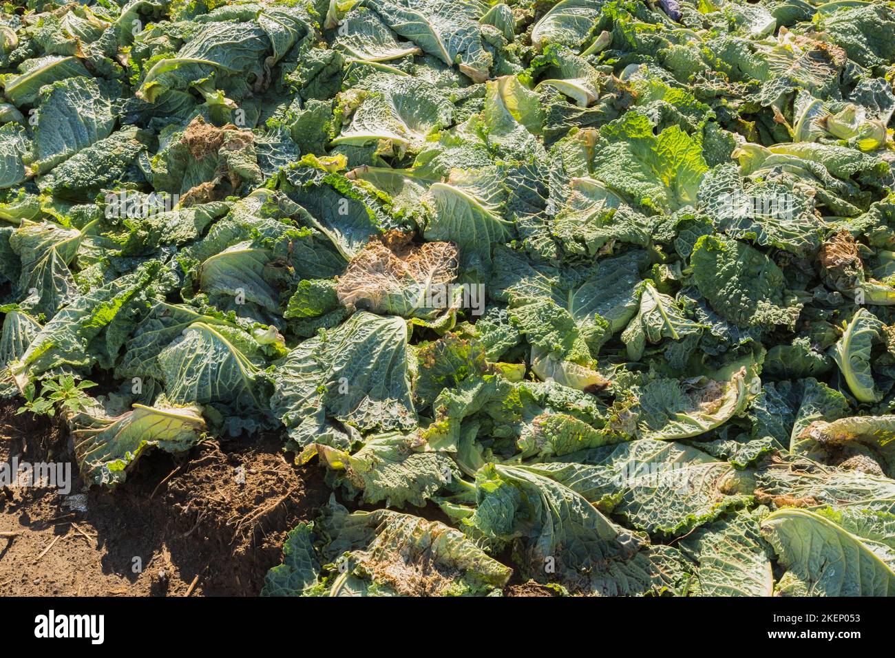 Haufen verwesender Brassica oleracea -Kohlpflanzen im landwirtschaftlichen Ackerbau. Stockfoto