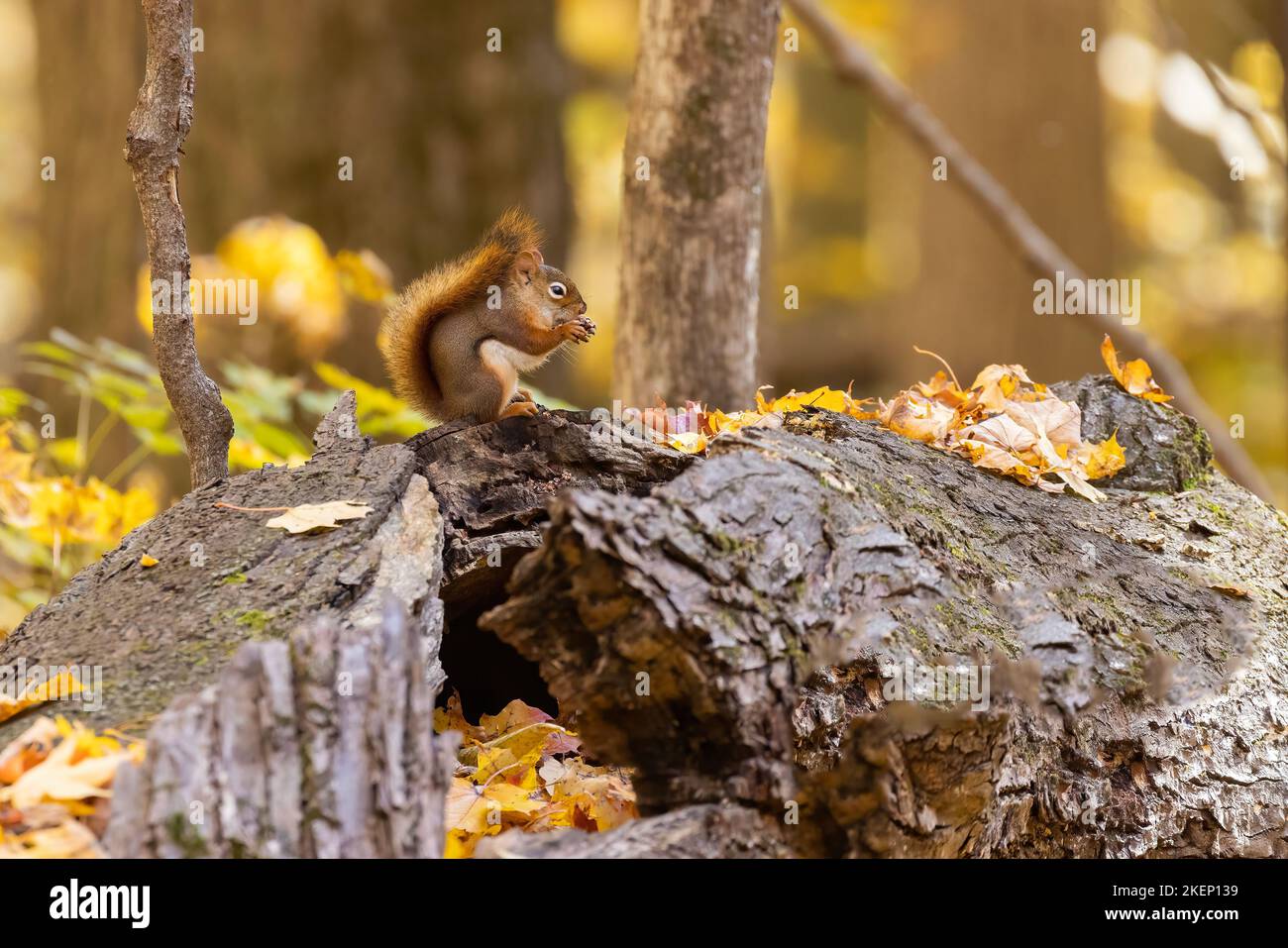 östlicher Streifenhörnchen (Tamias striatus) im Herbst Stockfoto