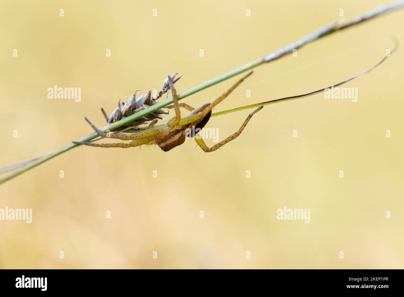 Floßspinne (Dolomedes fimbriatus), sitzend unter Grashalm im warmen Licht der Sommersonne, Pfruehlmoos, Bayern Stockfoto