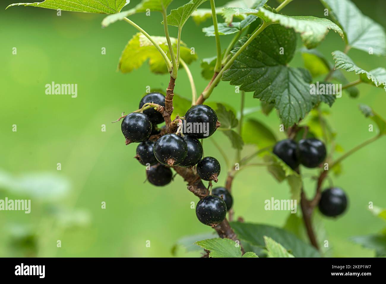 Schwarze Johannisbeere (Ribes nigrum) Fruchtcluster auf einem Busch, Bayern, Deutschland Stockfoto