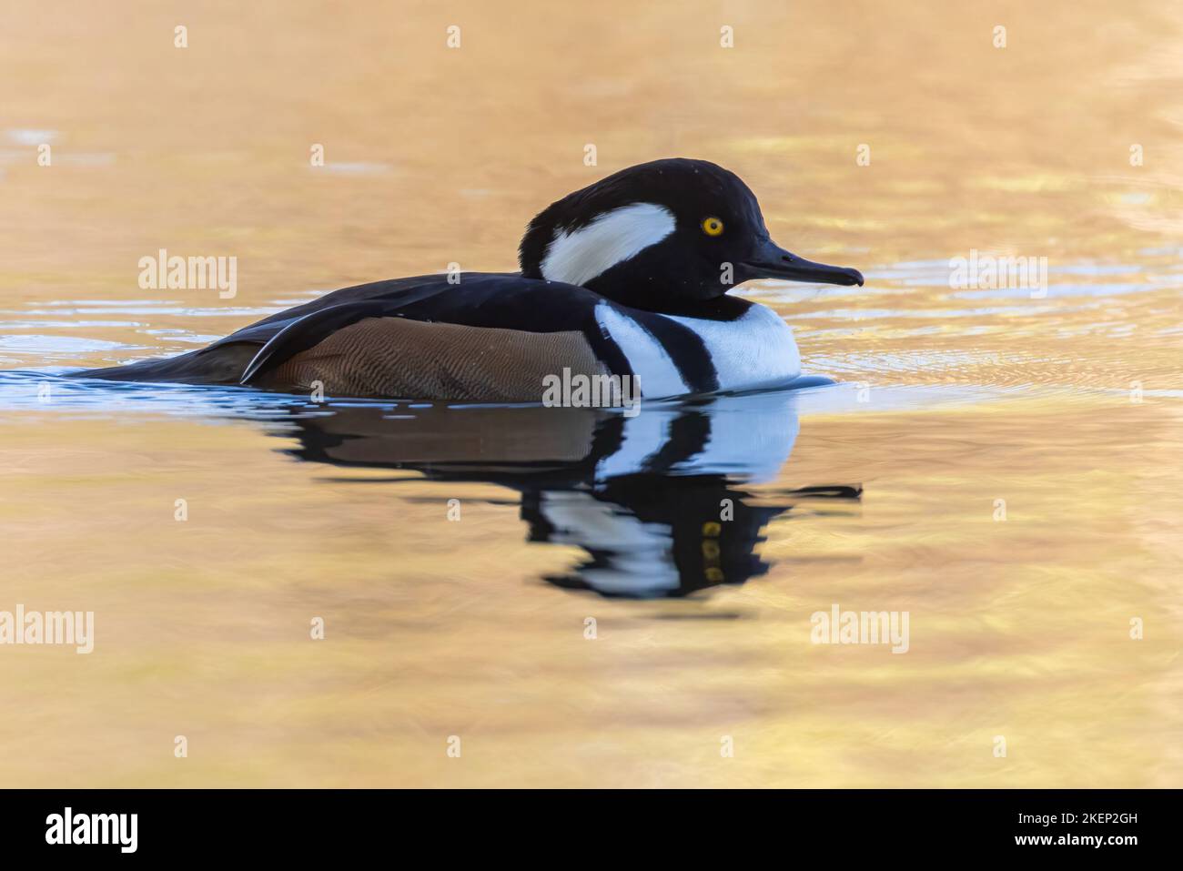 Männliche Kapuzenschweine (Lophodytes cucullatus) im Herbst Stockfoto