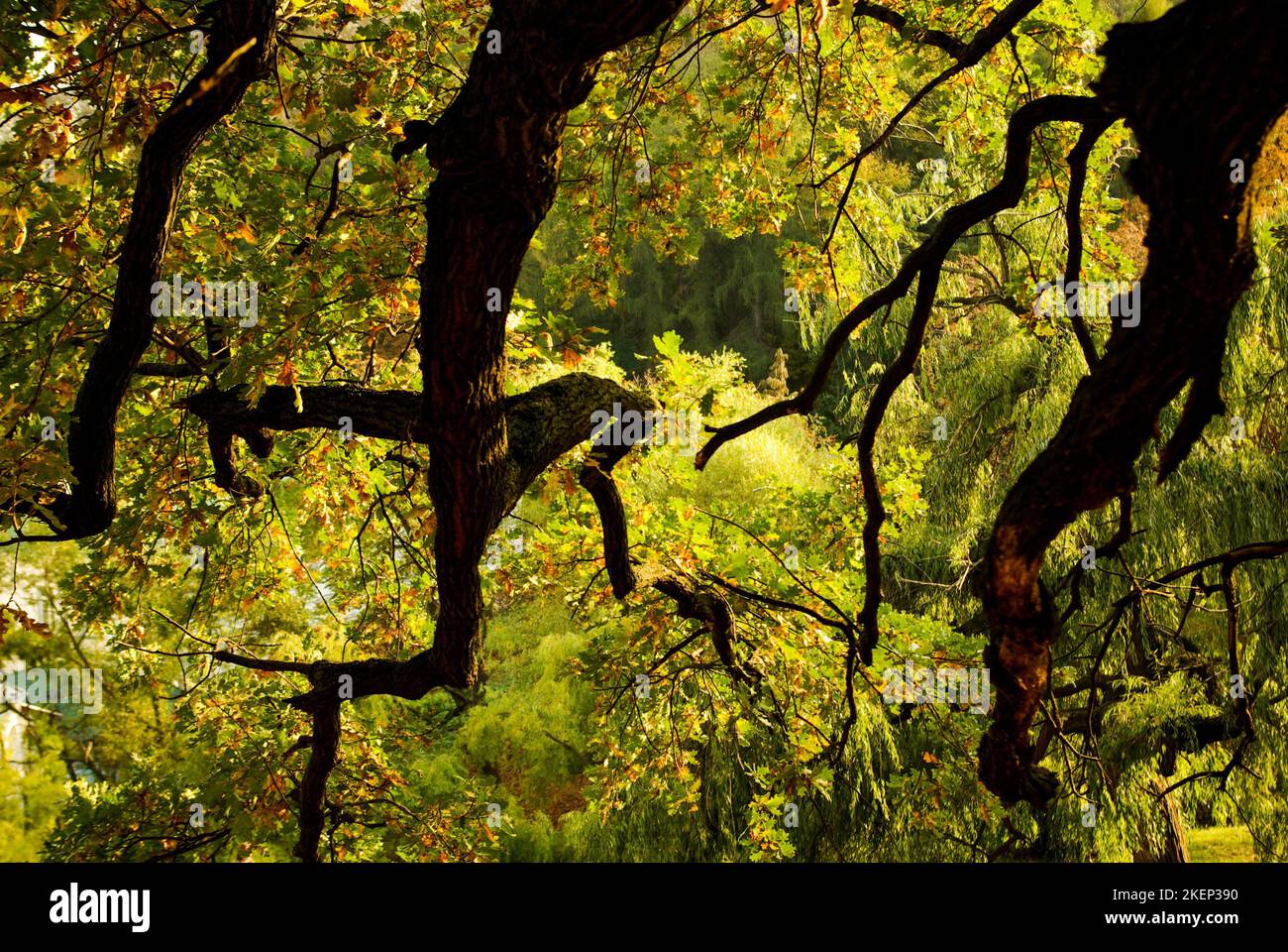 Baum mit goldenen Blättern im Herbst Stockfoto