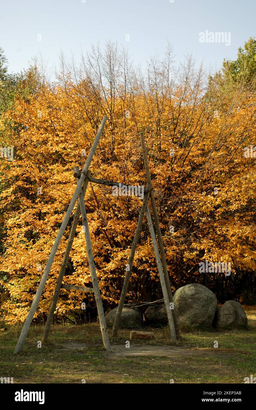 Baum mit goldenen Blättern im Herbst Stockfoto