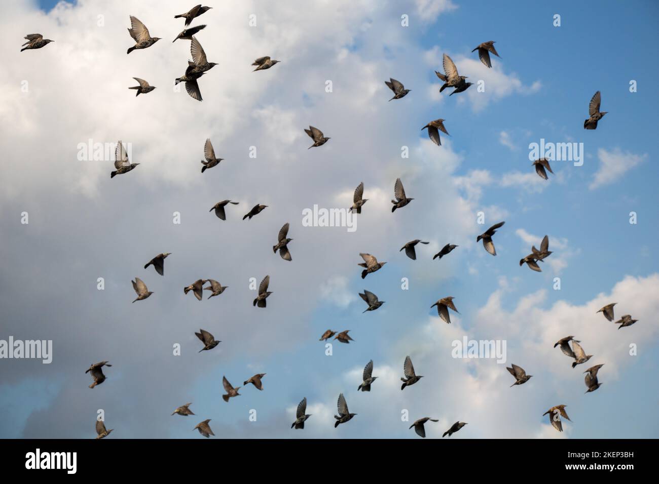 Schwarm Vögel gesehen, fliegen in den Himmel Stockfoto