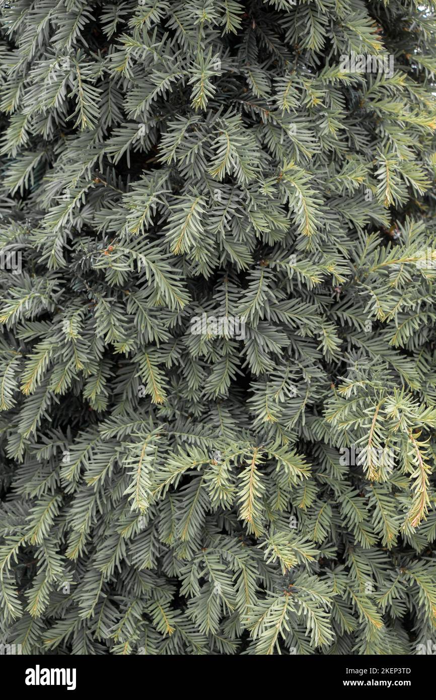 Grüne Blätter als Natur Hintergrund Textur Stockfoto