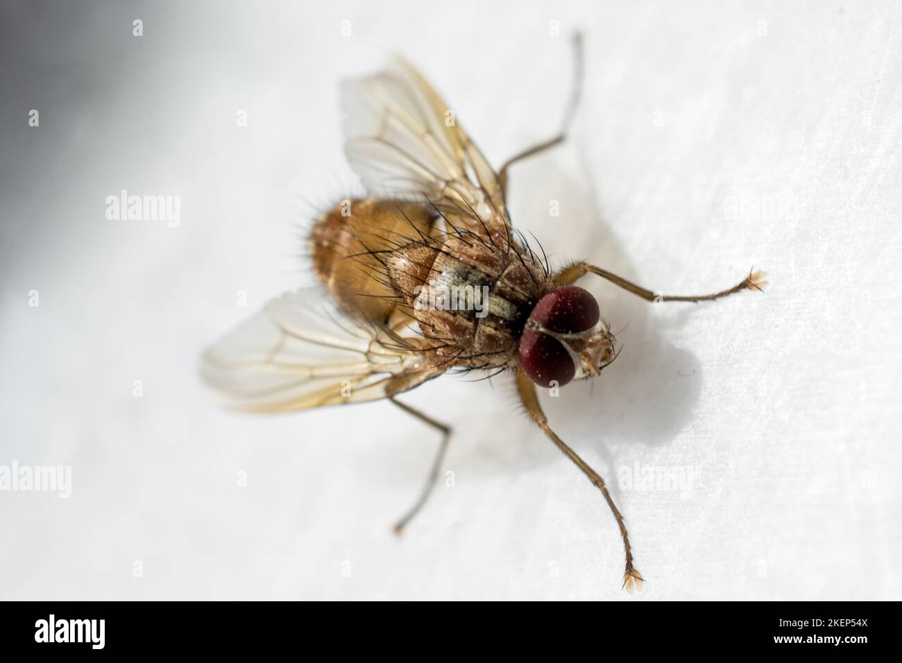Fliege ernährt sich von Blumen in der Natur Stockfoto