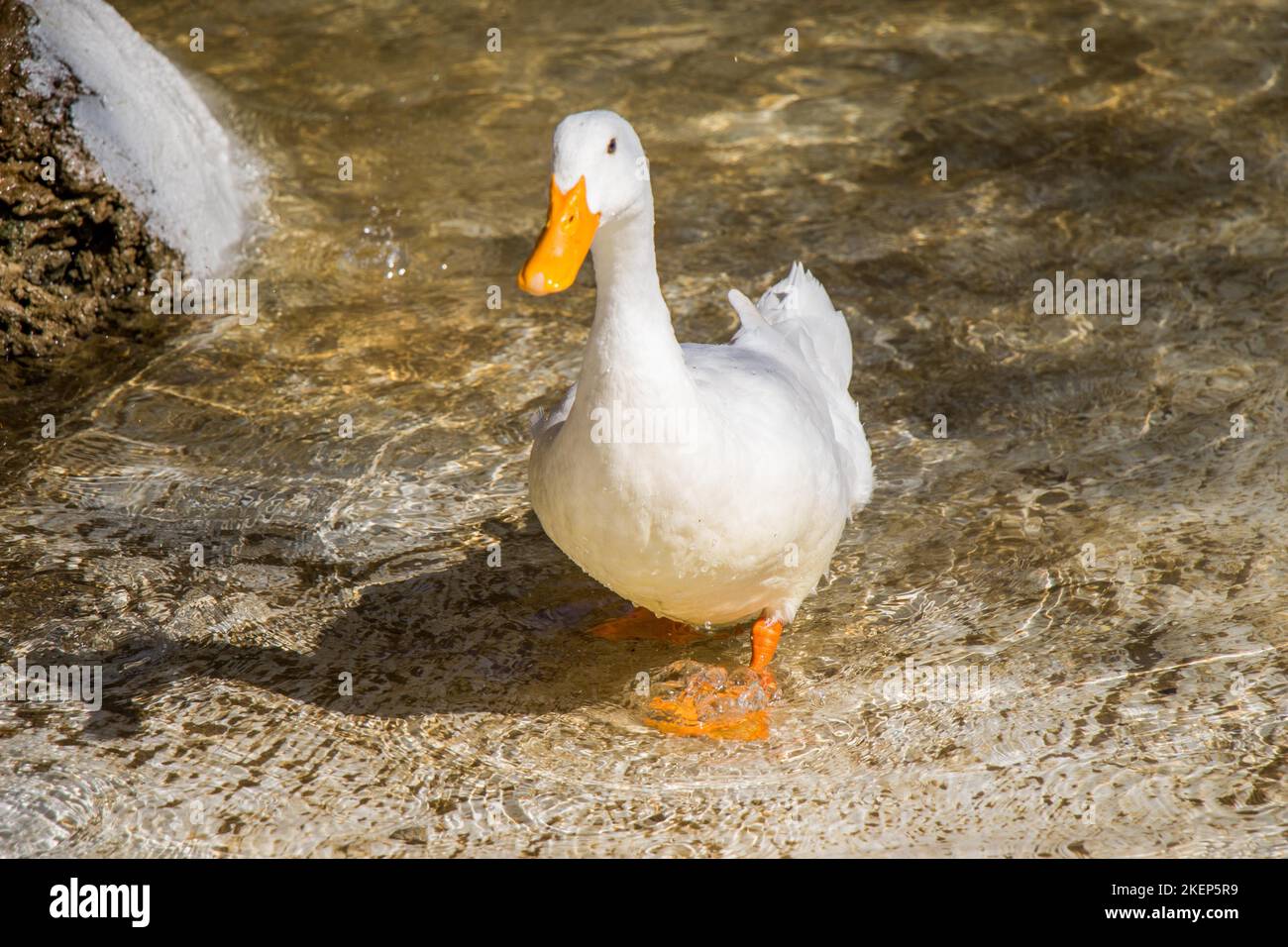 Einsame Ente, die sich in den Wassern des Teiches Stockfoto