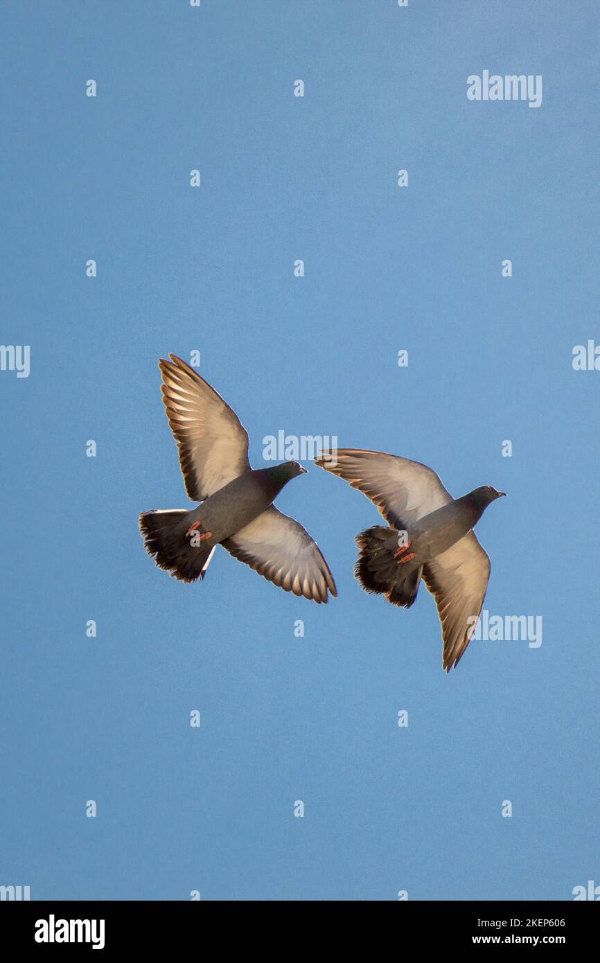 Öffnen Sie zwei Tauben in der Luft mit Flügeln Stockfoto