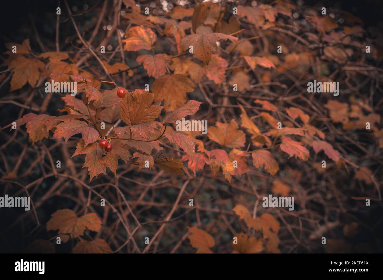 Braune und orange Herbstblätter / Laub und rote Beeren Stockfoto