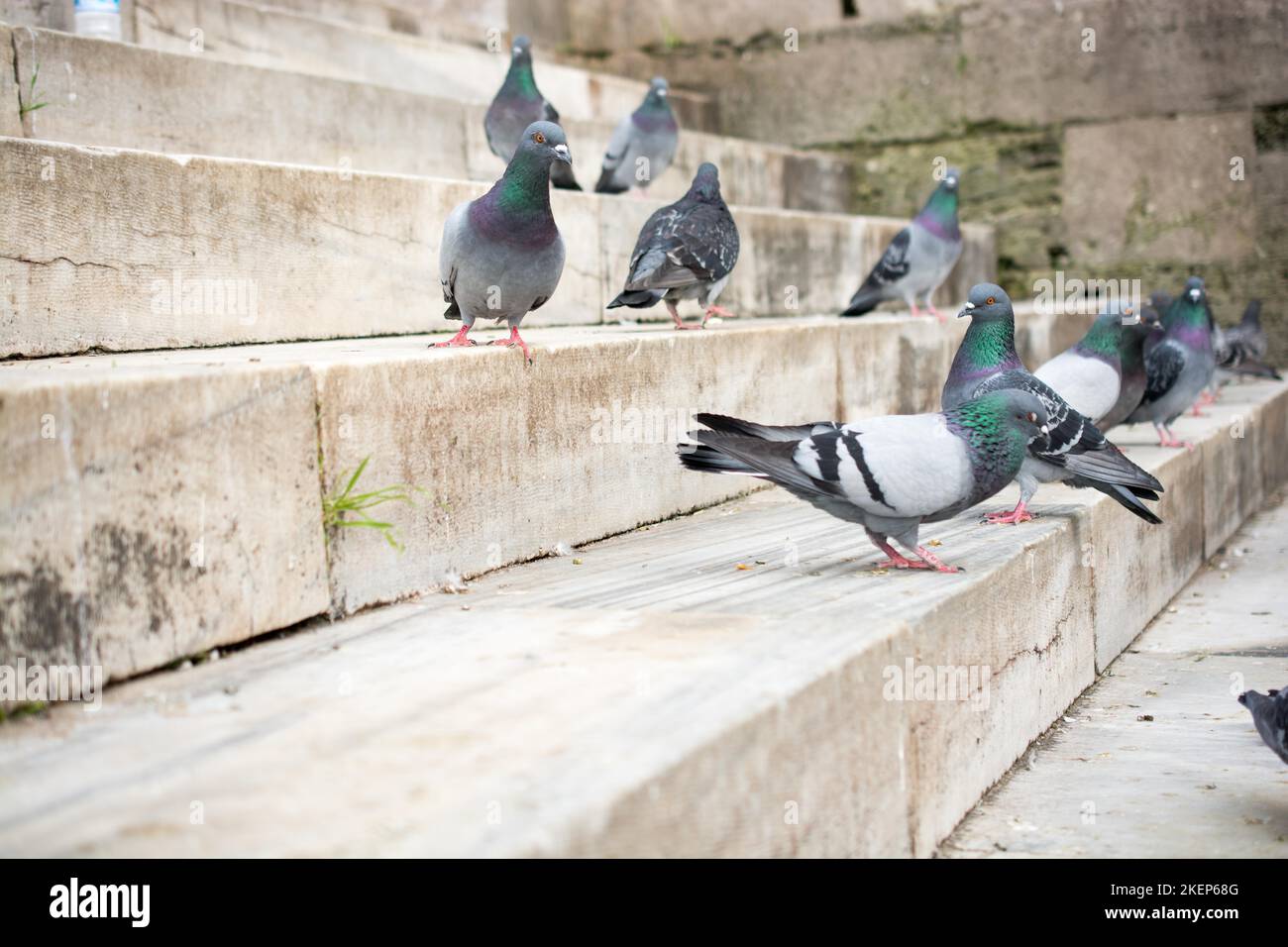 Tauben in der Straße an einem sonnigen Tag Stockfoto