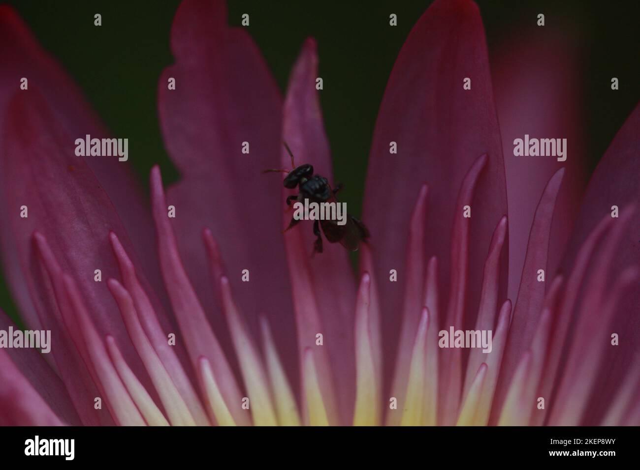 Makrofotografie in Sri Lanka. Besuchen Sie Sri Lanka Stockfoto