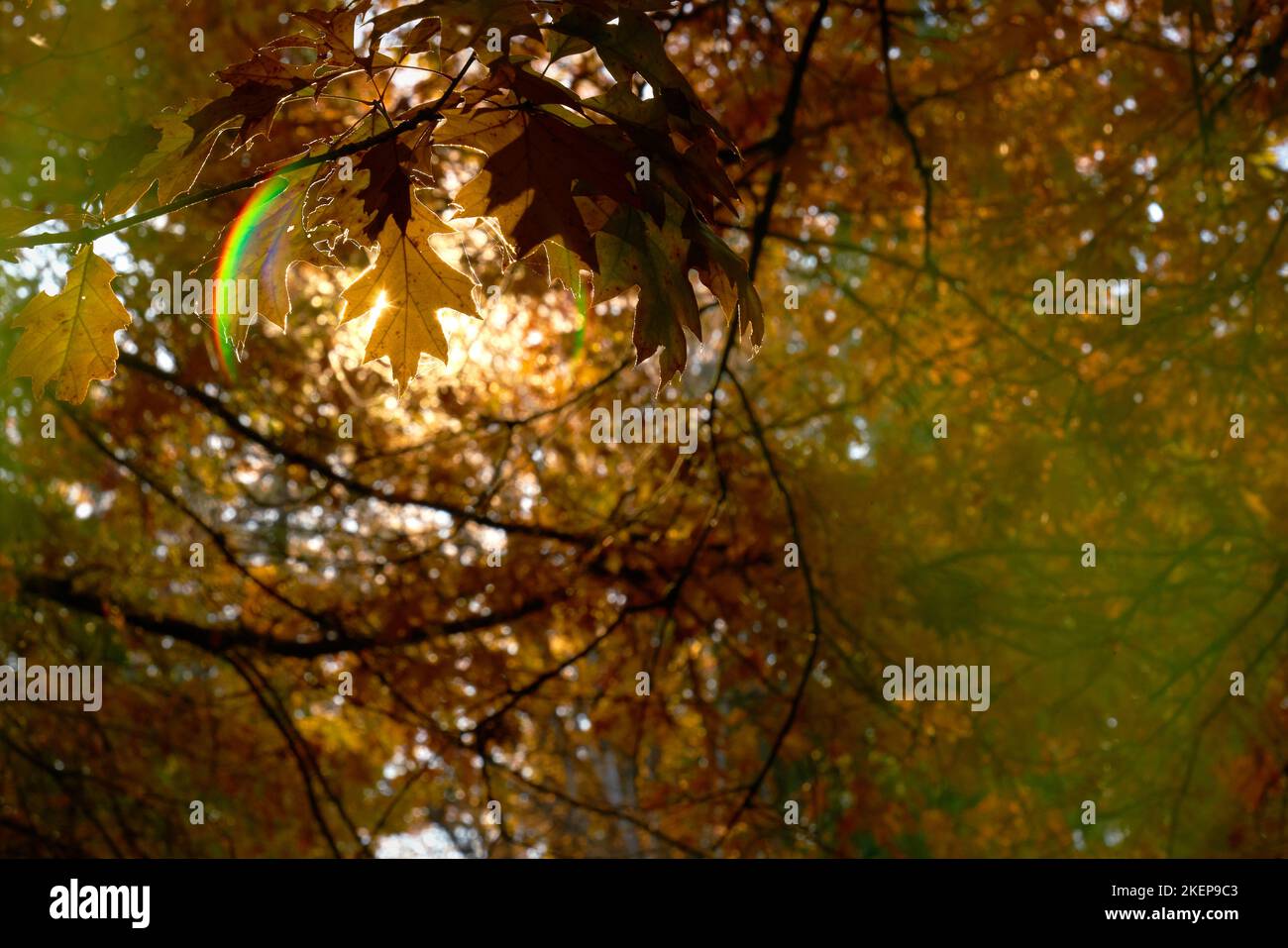 Herbstbaumdach und Sonne. Herbstfarben im Wald und ein Lichtreflexe von der Sonne. Stockfoto