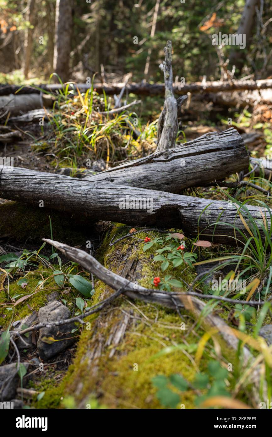 Gefallene Baumstämme unter den Herbstbeeren im Kootenay National Park Stockfoto