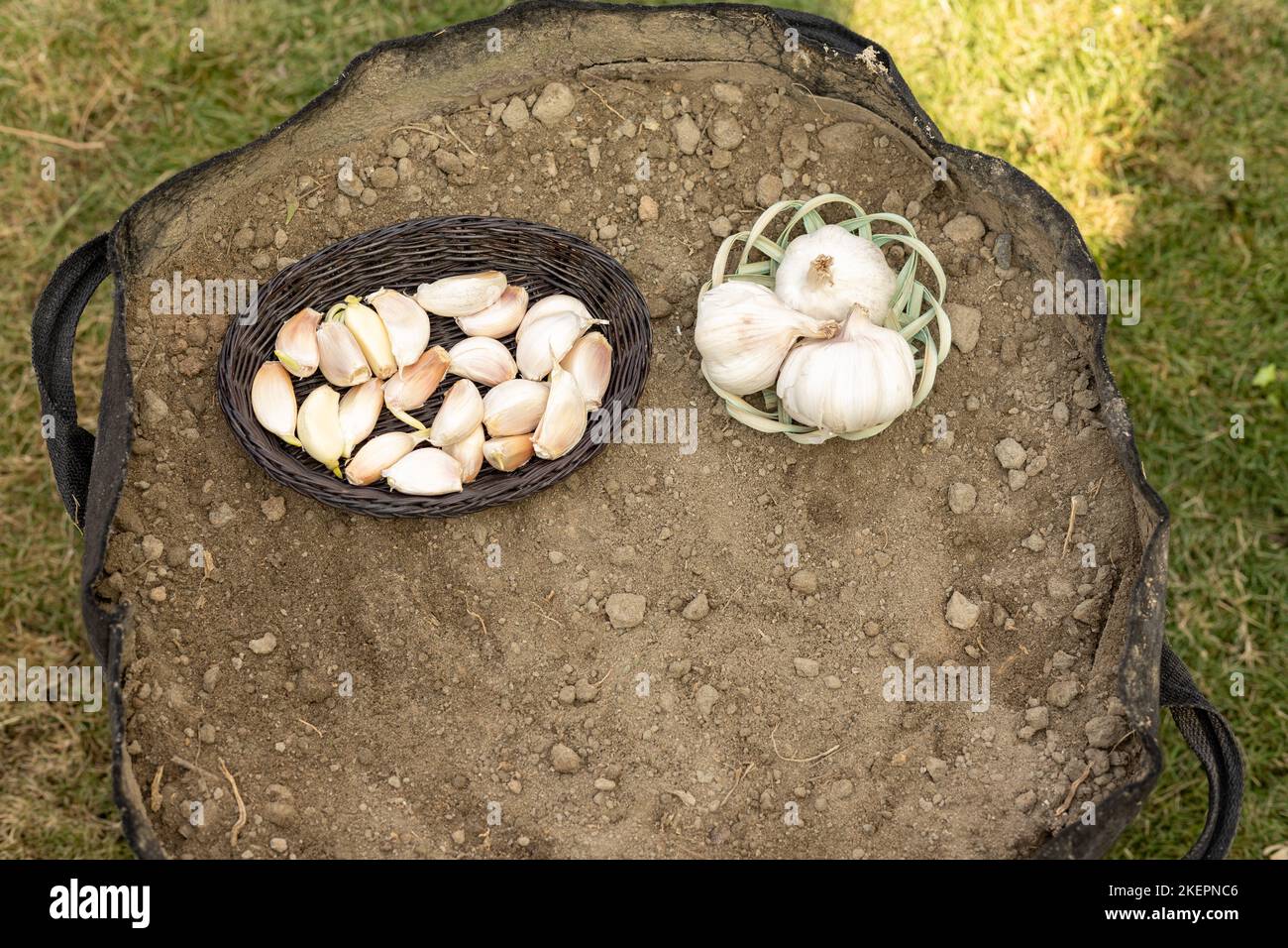 Knoblauchzwiebeln und Nelken in einem kleinen Korb, um sie in einem Anbaubeutel oder in einem Hochbeet-Garten zu Pflanzen Stockfoto