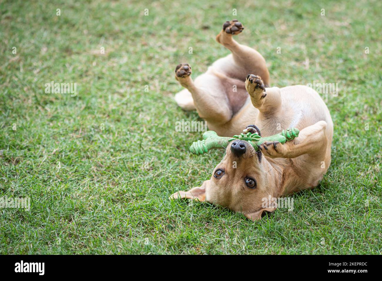 Ein kleiner Mischlingshund mit bräunlichen Terrier-Farben spielt mit seinem Gummiknochen auf dem grünen Rasen Stockfoto