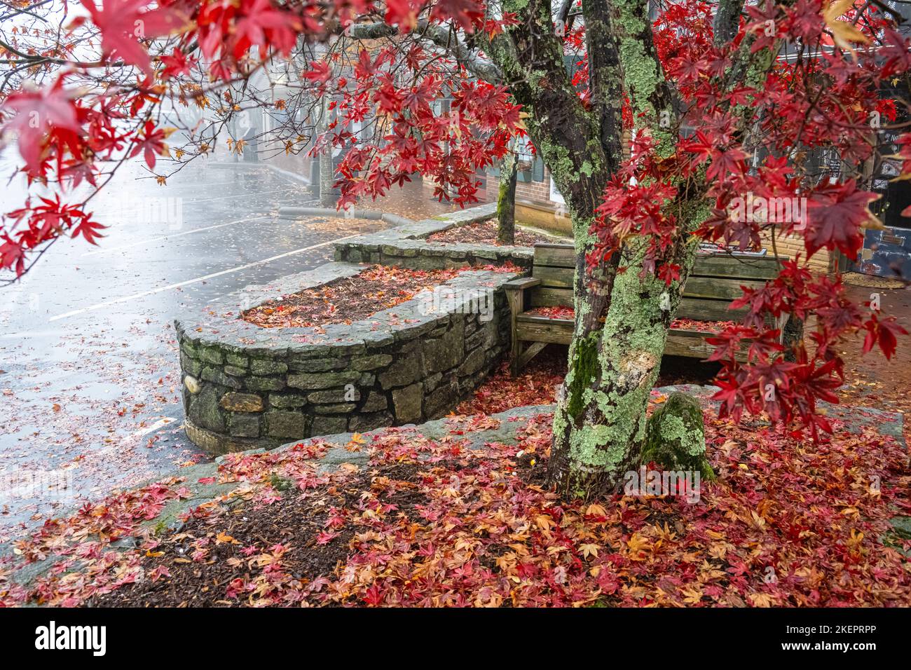 Farbenfrohe japanische Ahornblätter bedecken an einem nebligen Herbstmorgen eine Bank in der Innenstadt und einen gemauerten Bürgersteig auf der Main Street in Highlands, North Carolina. (USA) Stockfoto