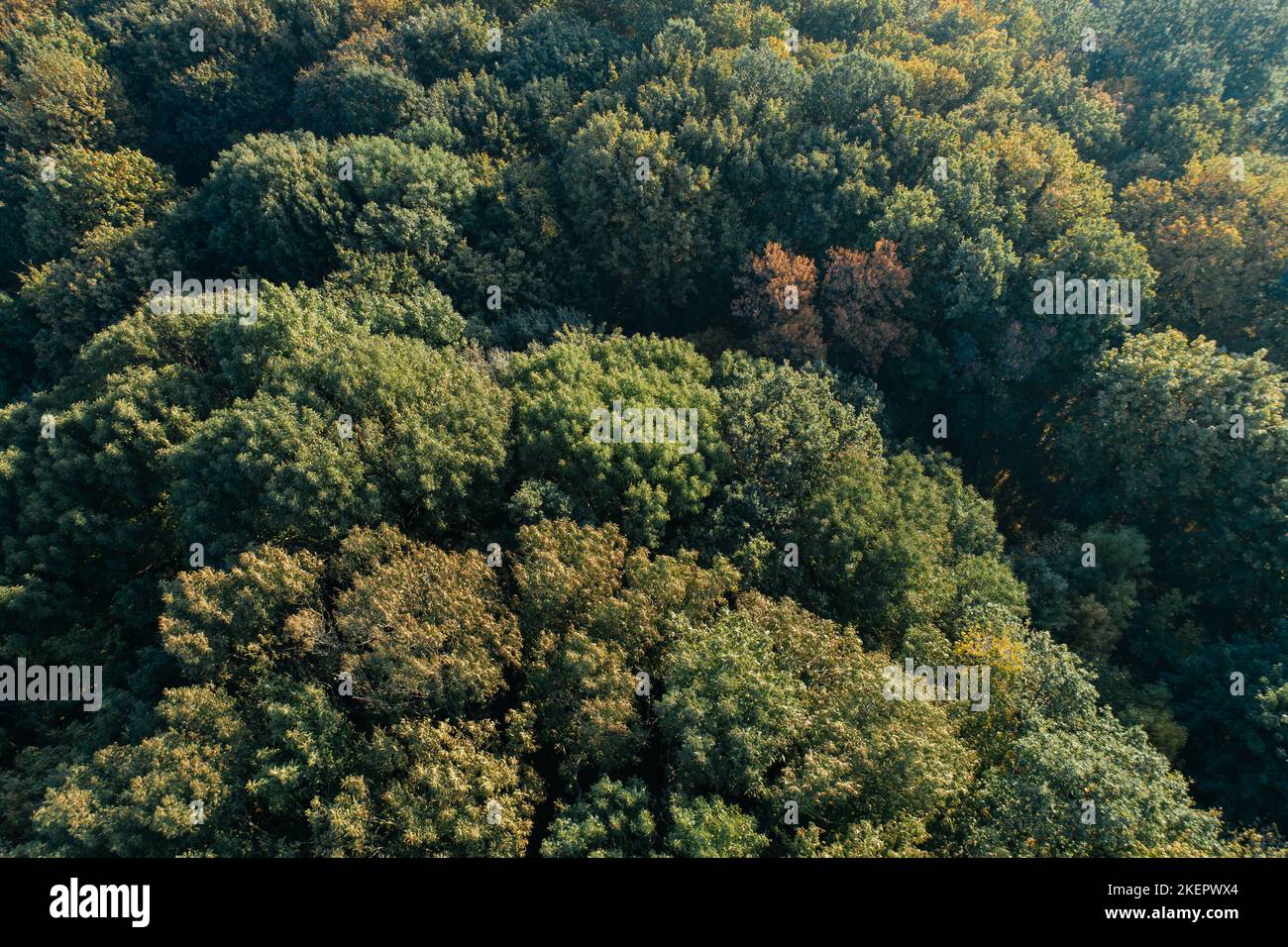 Wald Luftbild Herbst wilde Natur Szene Bäume Stockfoto